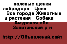 палевые щенки лабрадора › Цена ­ 30 000 - Все города Животные и растения » Собаки   . Амурская обл.,Завитинский р-н